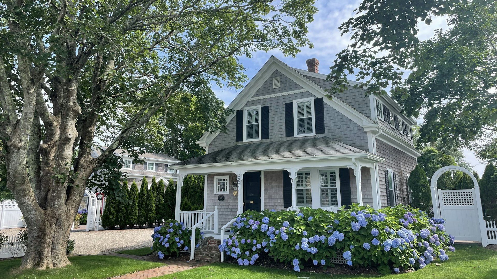 Shingled island cottage with blue hydrangeas